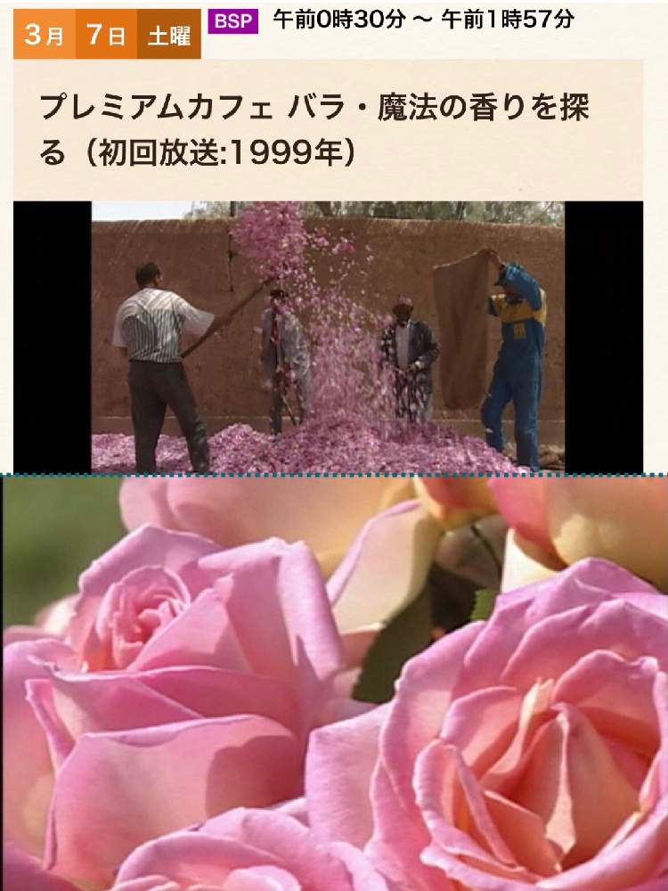 バラの投稿画像 By Heathさん 良い香りと香水の花とtv番組とnhk Bsプレミアム 月3月6日 Greensnap グリーンスナップ