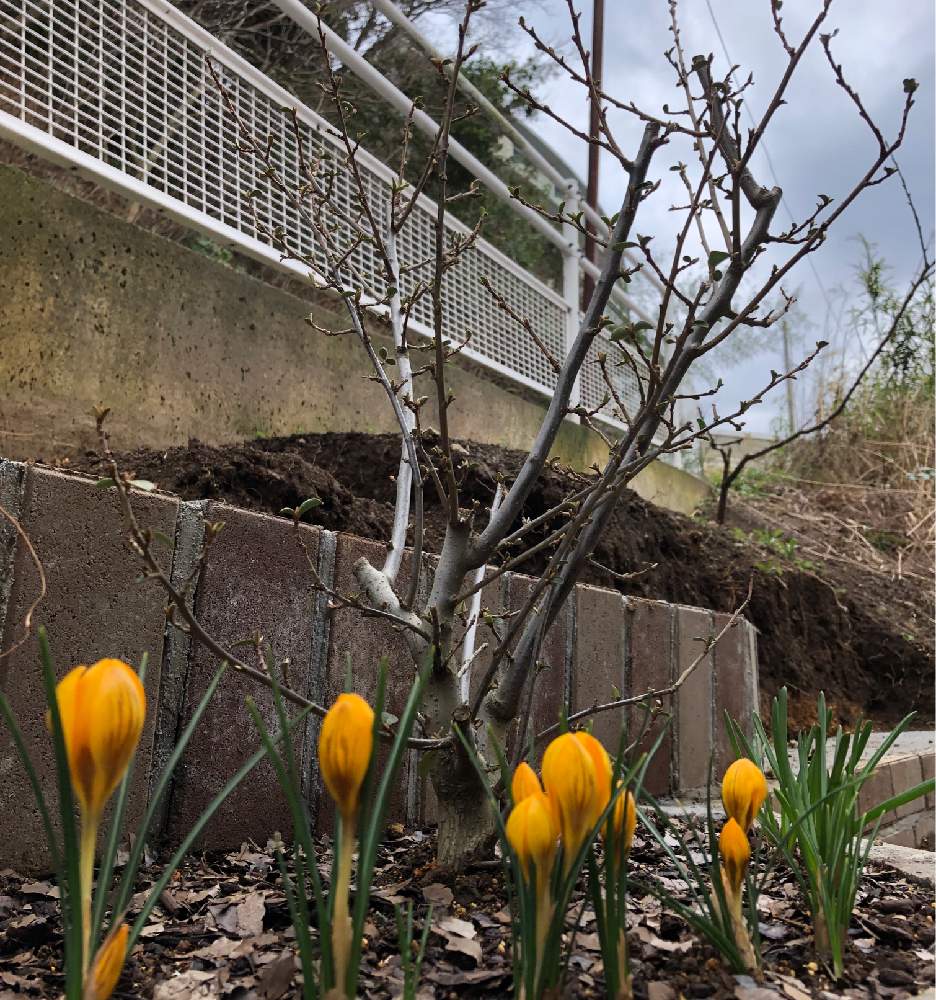 クロッカスの投稿画像 By まみこさん グミの木と花壇とハーブとハーブのある暮らしとガーデニングと花のある暮らし 月3月6日 Greensnap グリーンスナップ
