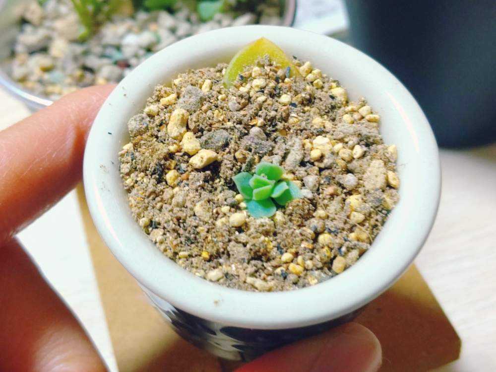 エケベリア(ローラ)葉挿し｜🍀GreenSnap（グリーンスナップ）