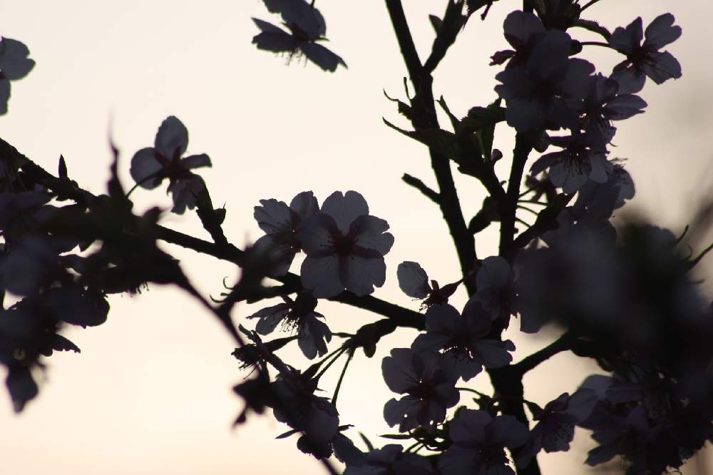 桜の花の投稿画像 By Kyonさん お写ん歩と自然美と素敵な時間と花のある暮らしとアーティスティックフォトコン 月3月6日 Greensnap グリーンスナップ