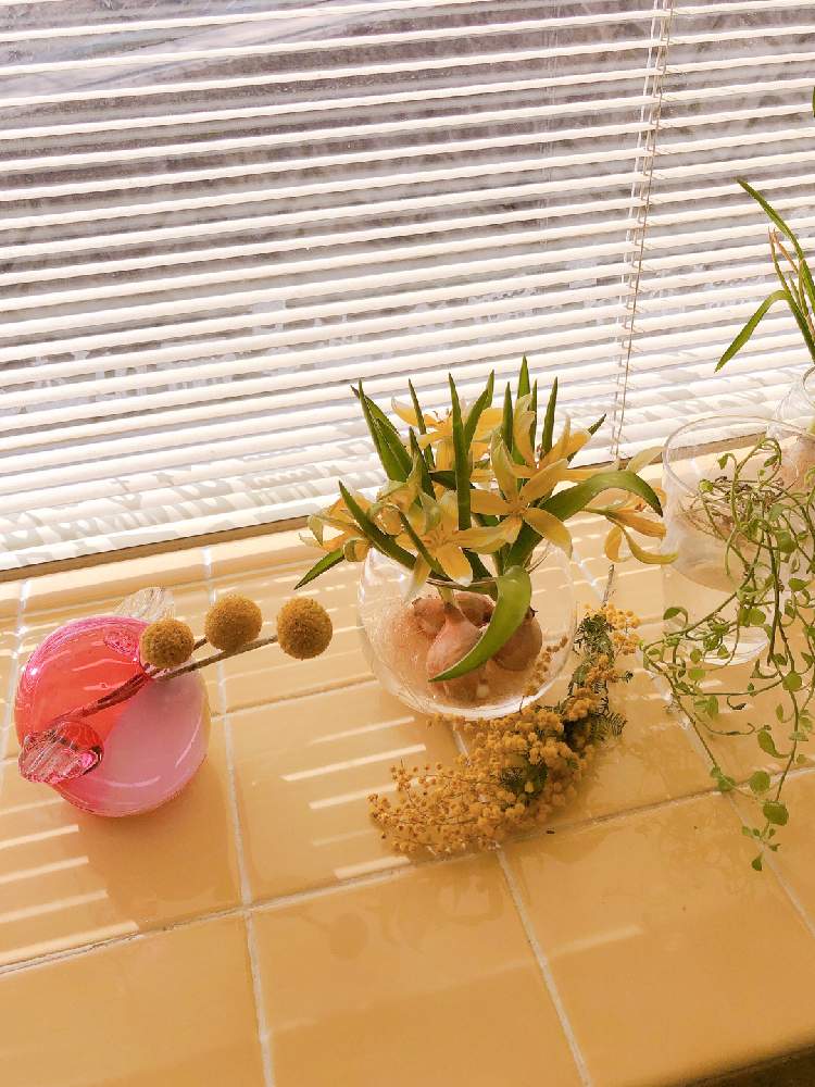 クラスペディアの投稿画像 By やっこさん チューリップとミモザとドルフィンネックレスの開きとチューリップの水栽培ときいろ好き 月3月6日 Greensnap グリーンスナップ