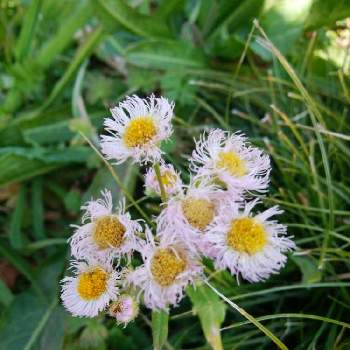 貧乏草ともの投稿画像一覧 Greensnap グリーンスナップ