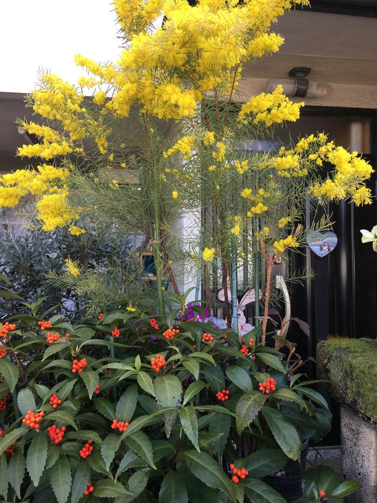 ミモザアカシアの投稿画像 By Manabeさん 黄色い花とマメ科とシンボルツリーとマメ科アカシア属 月3月7日 Greensnap グリーンスナップ