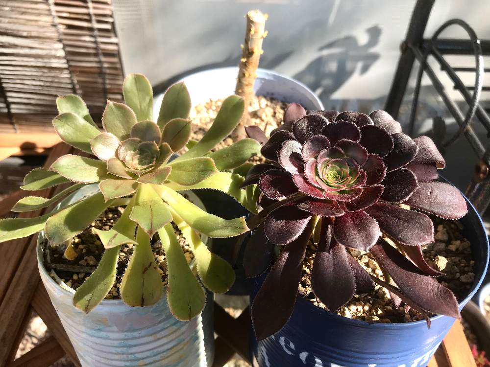 黒法師の投稿画像 By らみさん バルサミフェルムとたのしみ と植物のある暮らしとバルサミフェルム と癒しと胴切りとストレス発散と多肉 女子と鉢植えと自作リメ缶と多肉 黒法師とアオエニウム 月3月7日 Greensnap グリーンスナップ