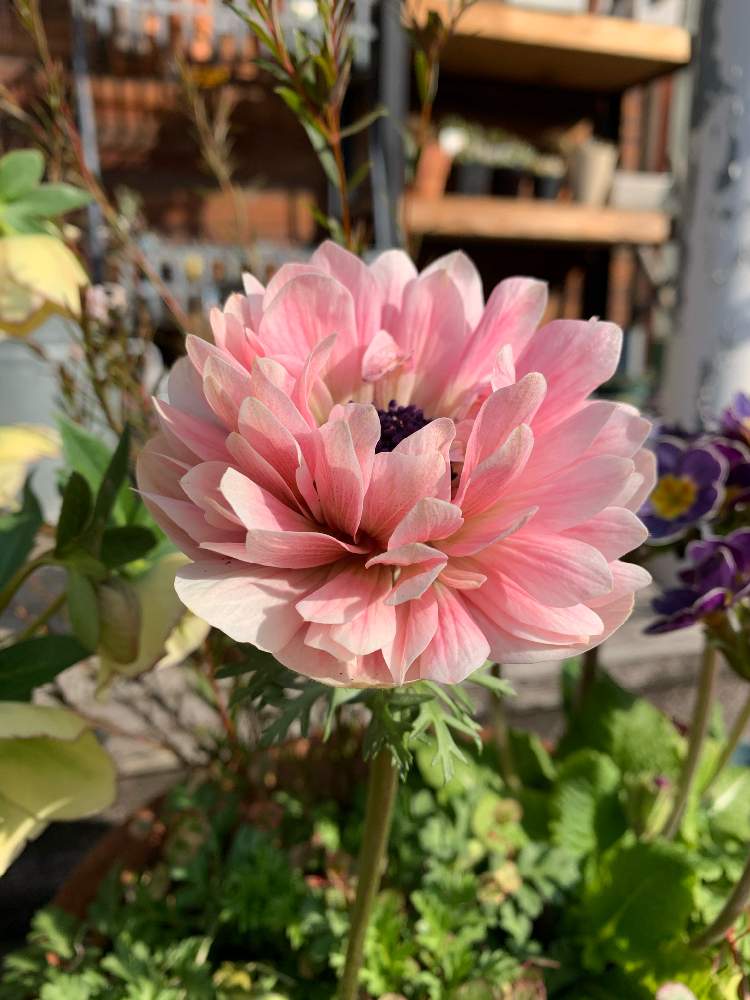 アネモネ アンアリスの投稿画像 By ももくりさん アネモネ アンアリスとピンクの花と寄せ植えと花のある暮らしとかわいいな と アネモネと花が好き 月3月7日 Greensnap グリーンスナップ