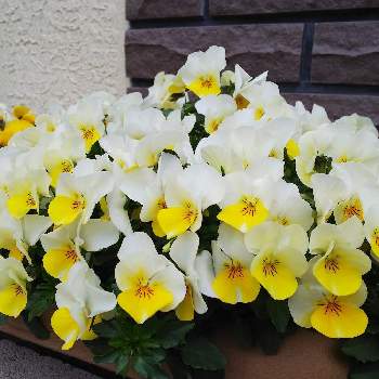 黄色と白の花の画像 by 荒川散歩さん | 小さな庭とビオラとチュルリラと黄色と白の花とキレイ☆と花のある暮らしとかわいいな♡とかわいい❤