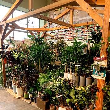 沖縄観葉の投稿画像一覧 Greensnap グリーンスナップ