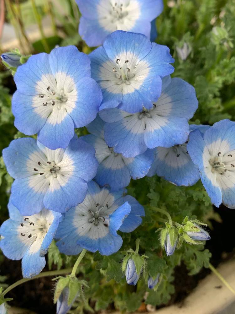 ネモフィラの投稿画像 By チャー子さんさん 月3月7日 Greensnap グリーンスナップ