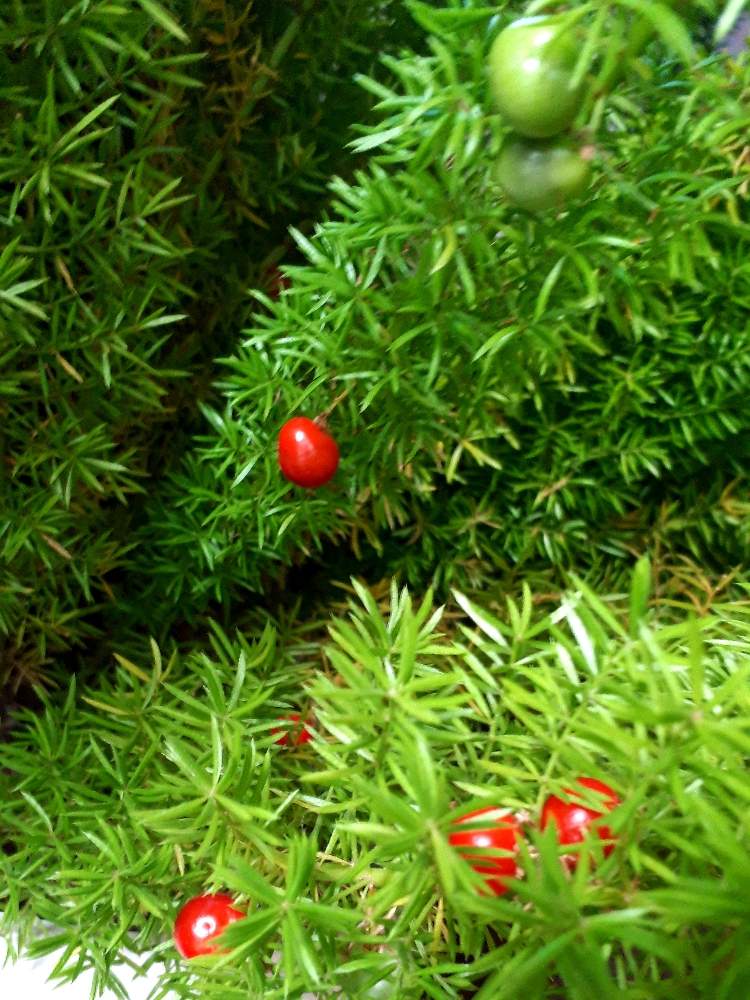 アスパラガスメイリーの実の投稿画像 By あさみんさん 観葉植物 月3月7日 Greensnap グリーンスナップ