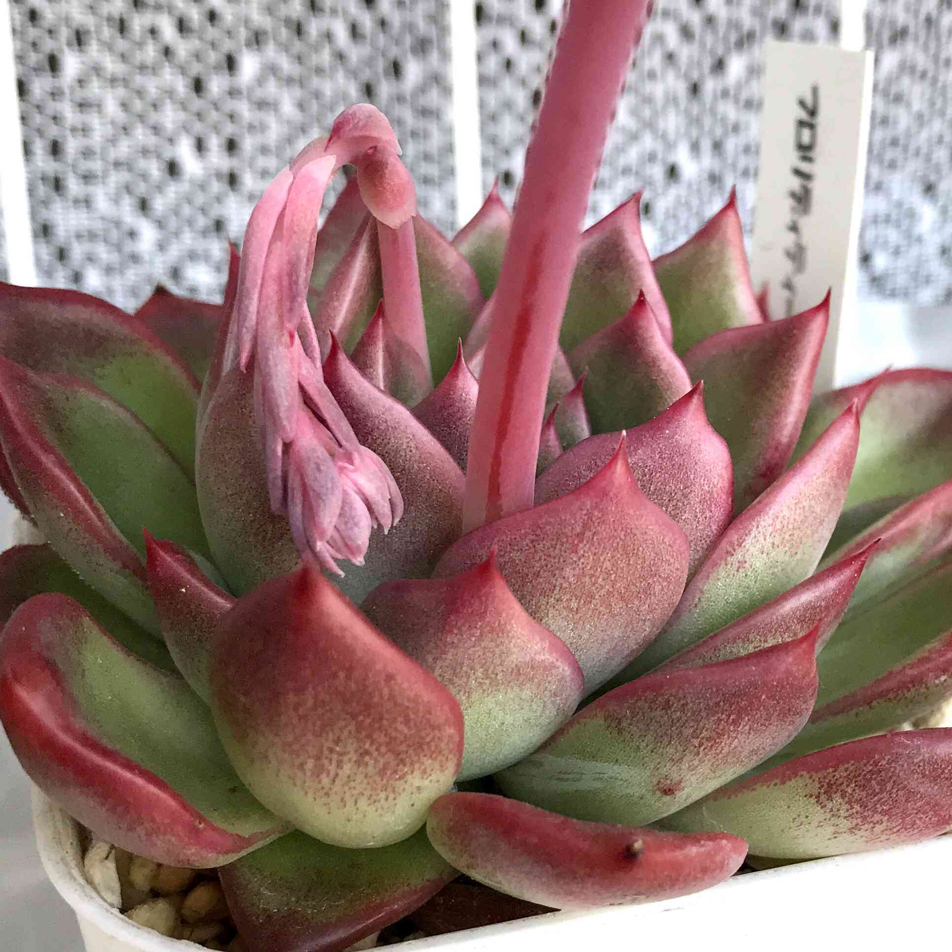 フロリディティー DIOR | Lady D-Lite バッグ ミディアム Souvenir de Rome エンブロイダリー