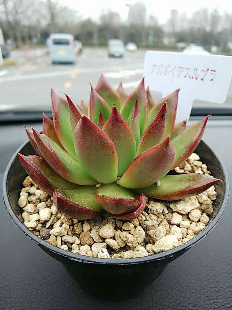 アガボイデスルブラ｜🍀GreenSnap（グリーンスナップ）