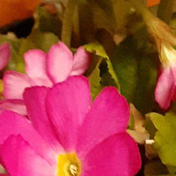 プリムラロゼア ウスベニコザクラの投稿画像一覧 Greensnap グリーンスナップ