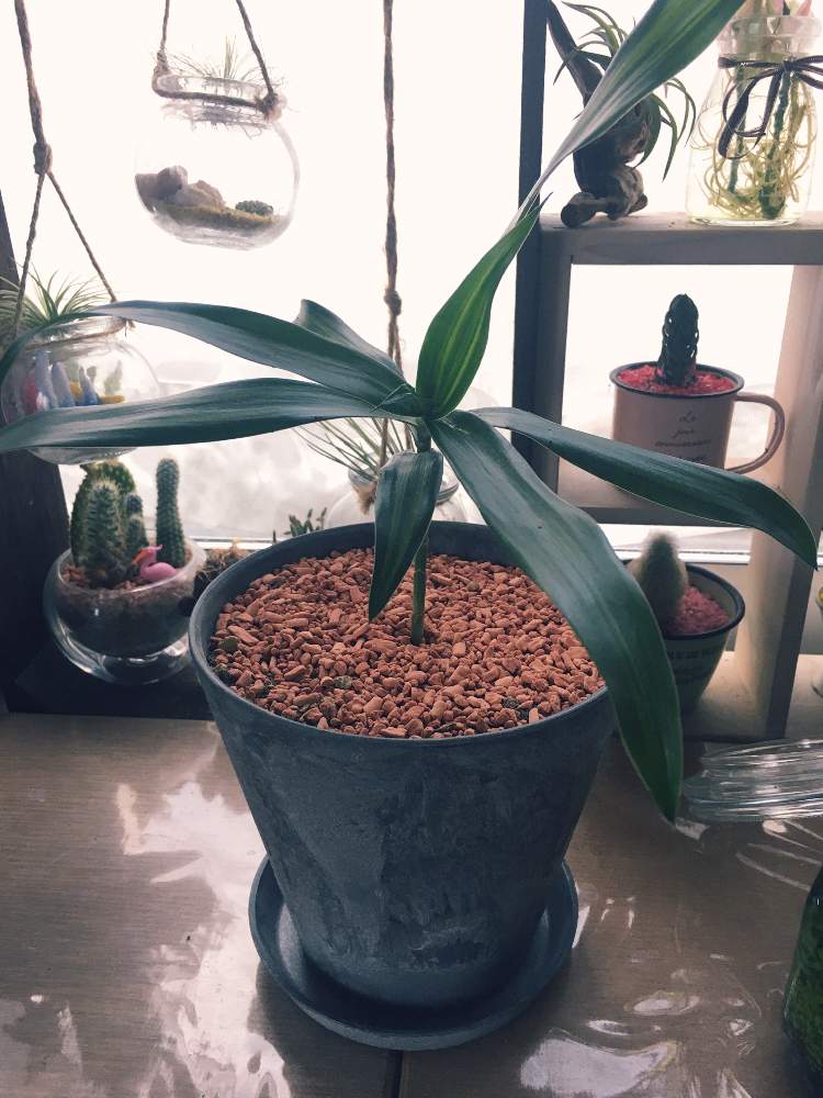 ソングオブジャマイカの投稿画像 By Ner0l1さん ドラセナと観葉植物とドラセナ属とアートストーンと新生活を彩る観葉植物フォトコン 月3月7日 Greensnap グリーンスナップ