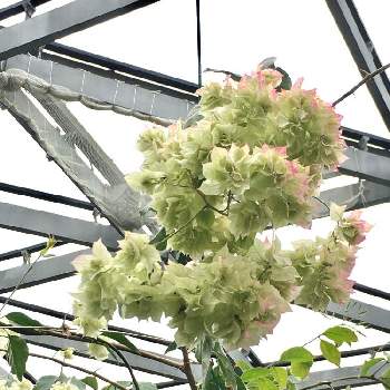 ブーゲンビリア 白の投稿画像一覧 Greensnap グリーンスナップ