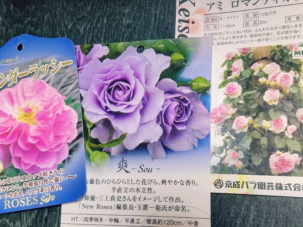 ピンク色の投稿画像 By ひろみさん 薄紫色と心がときめく と花のある暮らしと2色の花びらと3種類の薔薇 月3月7日 Greensnap グリーンスナップ