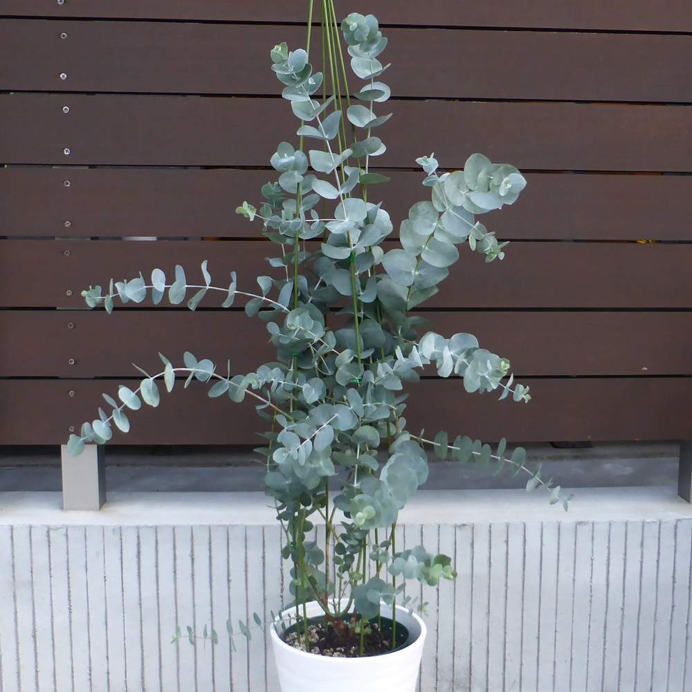 ユーカリ 銀丸葉 - 植物/観葉植物