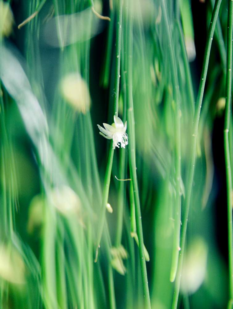 リプサリス カスッサの投稿画像 By ポンピーさん 白い植物フォトコンとマクロ撮影と多肉女子と花のある暮らしと小花好き 月3月8日 Greensnap グリーンスナップ