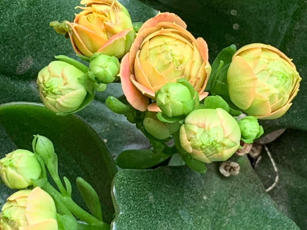 カランコエ クインローズの投稿画像 By かずさん ロザリアン と癒しと鉢植え とお花大好き と花のある暮らしとなんでも無農薬有機栽培 月3月8日 Greensnap グリーンスナップ