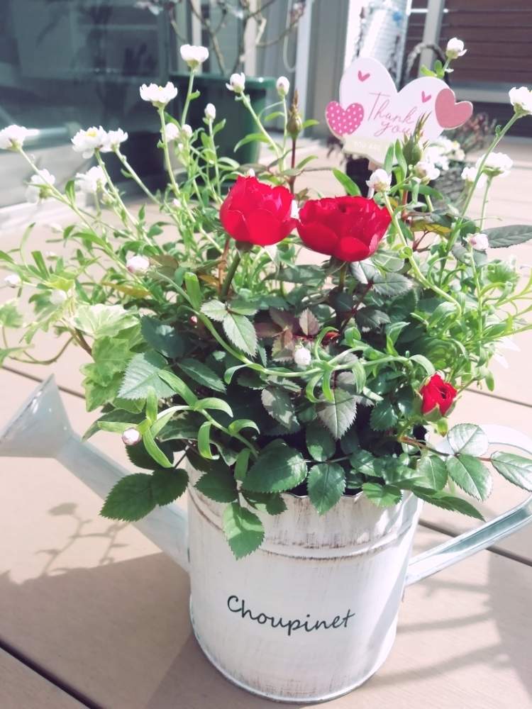 アイビーの投稿画像 By ハッピーロザリアンさん ミニバラと花かんざしと寄せ植えと花のある暮らしと南側ベランダと お部屋を彩る 春の花 フォトコン 月3月8日 Greensnap グリーンスナップ
