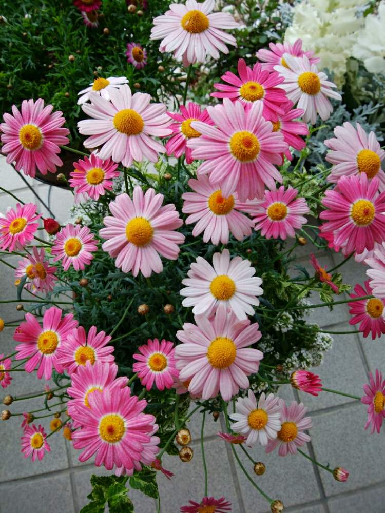 マーガレットの投稿画像 By あずきさん 庭の花と寄せ植えと初心者と我が家の庭と花のある暮らしと玄関と庭の花と寄せ植えと初心者と我が家の庭と花のある暮らし 月3月8日 Greensnap グリーンスナップ Greensnap グリーンスナップ マーガレットの投稿画像 By あずきさん 庭の花と寄せ植えと初心者と我が家の庭と花のある暮らしと玄関と庭の花と寄せ植えと初心者と我が家の庭と花のある暮らし 月3月8日 Greensnap グリーンスナップ Greensnap グリーンスナップ