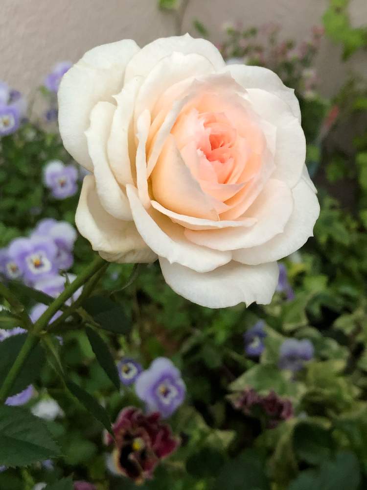 ミニバラの投稿画像 By エ リ さん いつも いいね ありがとうございます と成長楽しみとお花を楽しむと嬉しい とありがとう とお気に入りと咲き始めたよと綺麗な花色と 可愛い と花のある暮らしと植物のある暮らし 月3月8日 Greensnap グリーン