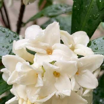 沈丁花の白花の画像 by ろこたろさん | アプローチと雨に輝くと白い植物フォトコン2020と沈丁花の香りと沈丁花の白花と花のある暮らしと白い花