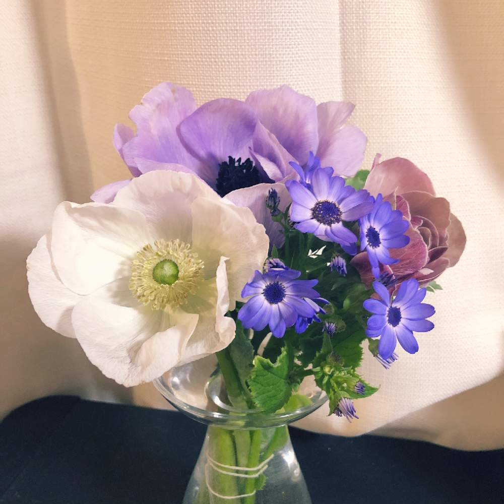 アネモネの投稿画像 By Makiさん 切り花と花のある暮らしと彩りと お部屋を彩る 春の花 フォトコン 月3月8日 Greensnap グリーンスナップ
