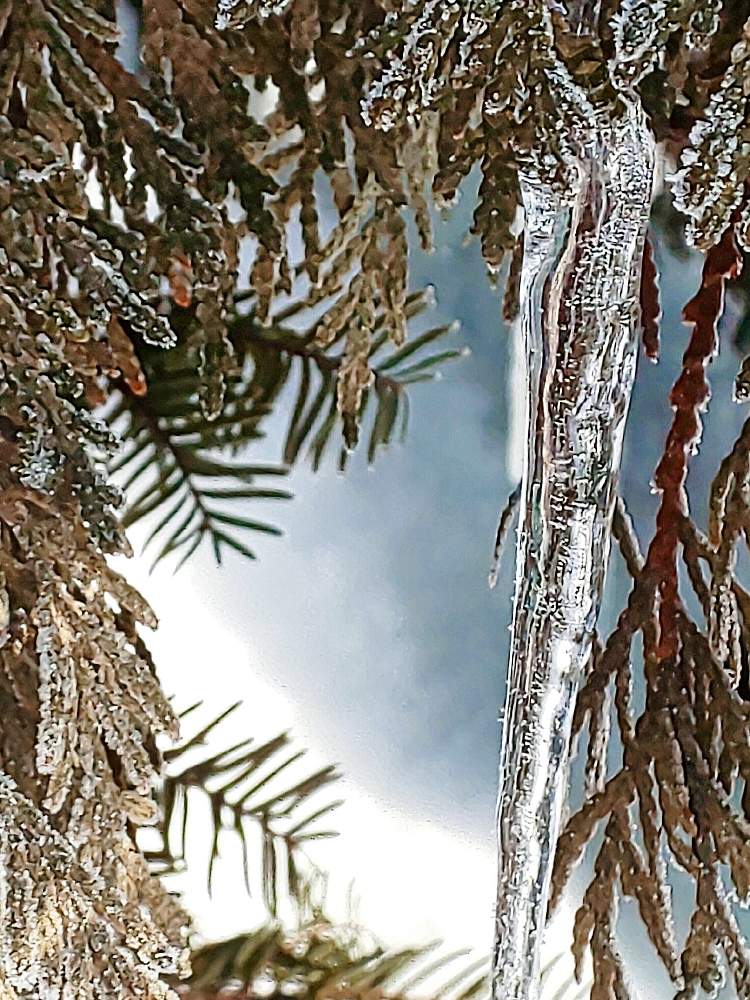 小さな庭の投稿画像 By 花音さん モノクロの世界と旭川とキラキラ とつららときれいと冬の樹木と北海道の冬と冬 の光景とモノクロの世界と旭川とキラキラ とつららときれいと冬の樹木と北海道の冬と冬の光景 月3月8日 Greensnap グリーンスナップ