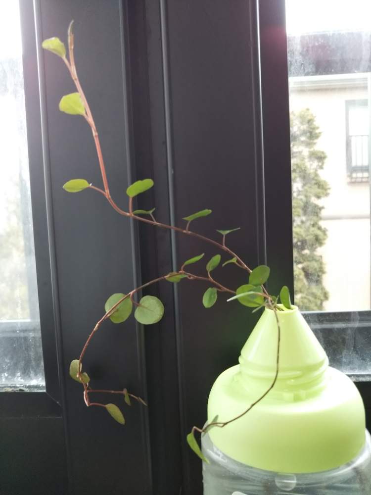 ワイヤープランツの投稿画像 By Hiro さん 水耕栽培と水挿しと花のある暮らし 月3月8日 Greensnap グリーンスナップ