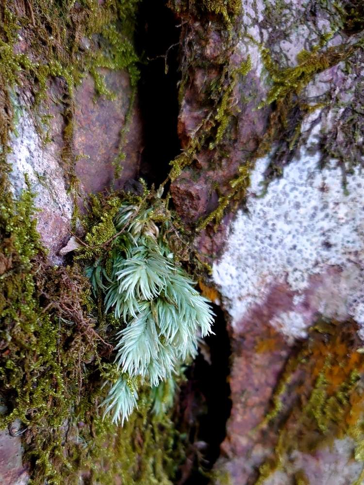 オオシラガゴケの投稿画像 By たーぼー さん 白い植物フォトコンとゆるっと苔愛好会と里山大好き協会とお写んぽと山野草大好き協会と苔 こけ と 滝の池 月3月8日 Greensnap グリーンスナップ