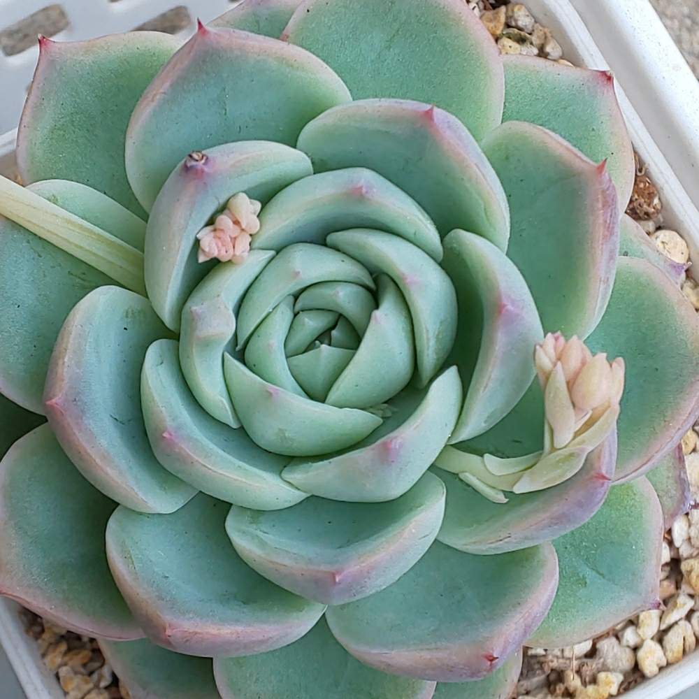 多肉植物 クリスタルローズ 【公式通販】