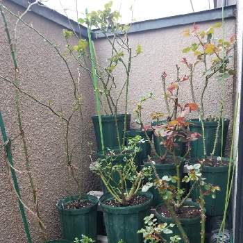 吉本花城園の培養土の投稿画像一覧 Greensnap グリーンスナップ 吉本花城園の培養土の投稿画像一覧 Greensnap グリーンスナップ