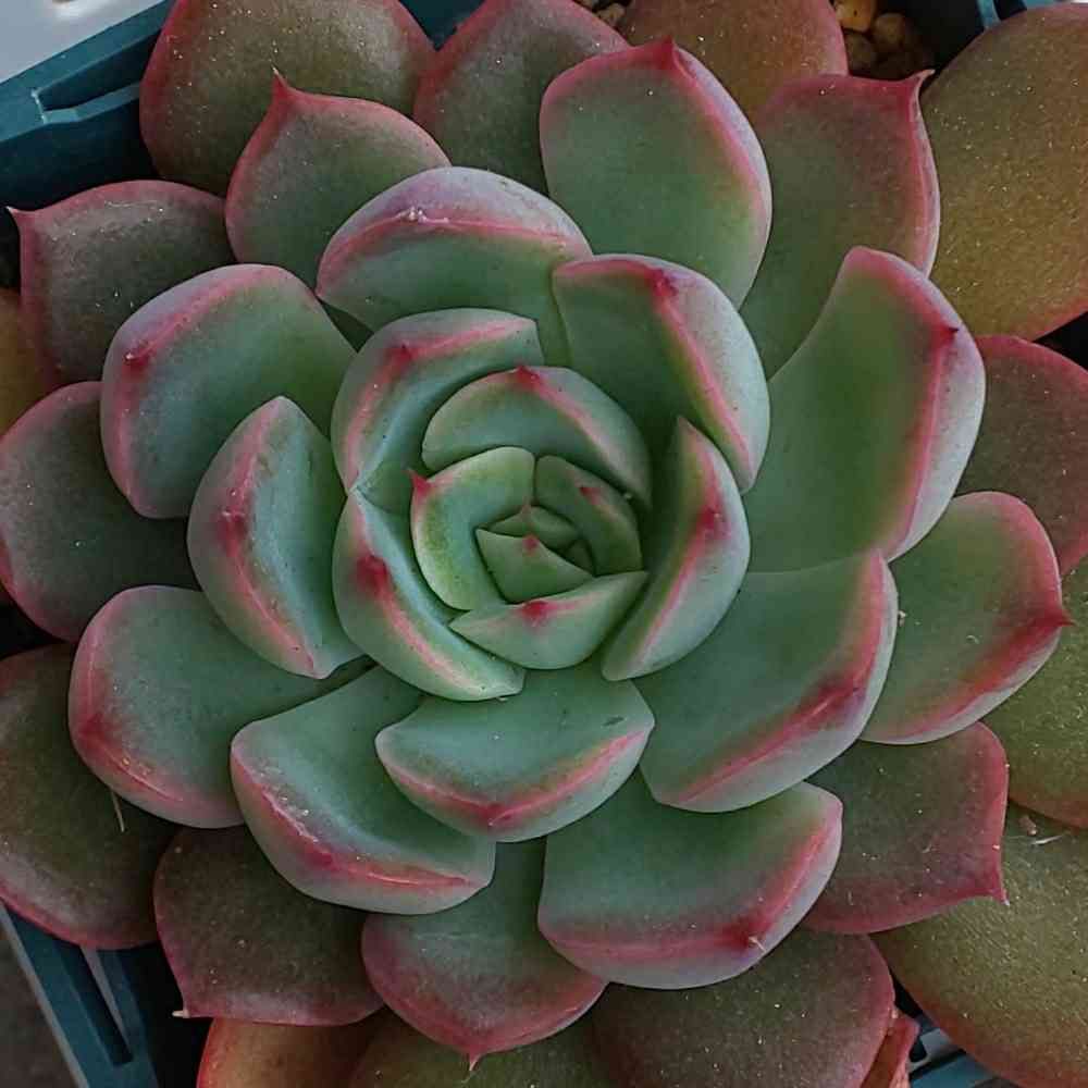 302 モーサンの生長記録 2022.05.19更新｜🍀GreenSnap（グリーンスナップ） 