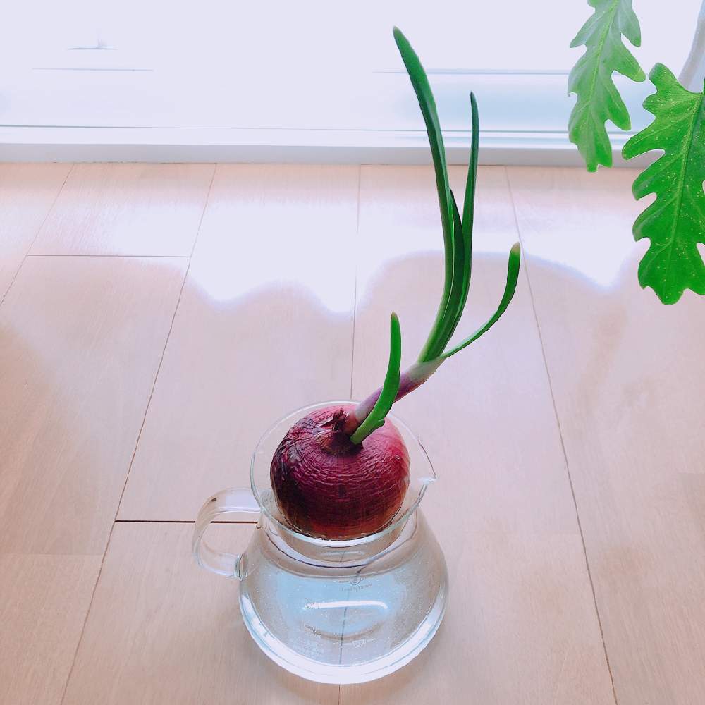 タマネギの投稿画像 By ゆかりさん 観葉植物と癒しと我が家は今日も平和ですと日光浴と花 のある暮らしと部屋と観葉植物と癒しと我が家は今日も平和ですと日光浴と花のある暮らし 月3月8日 Greensnap グリーンスナップ Greensnap グリーンスナップ