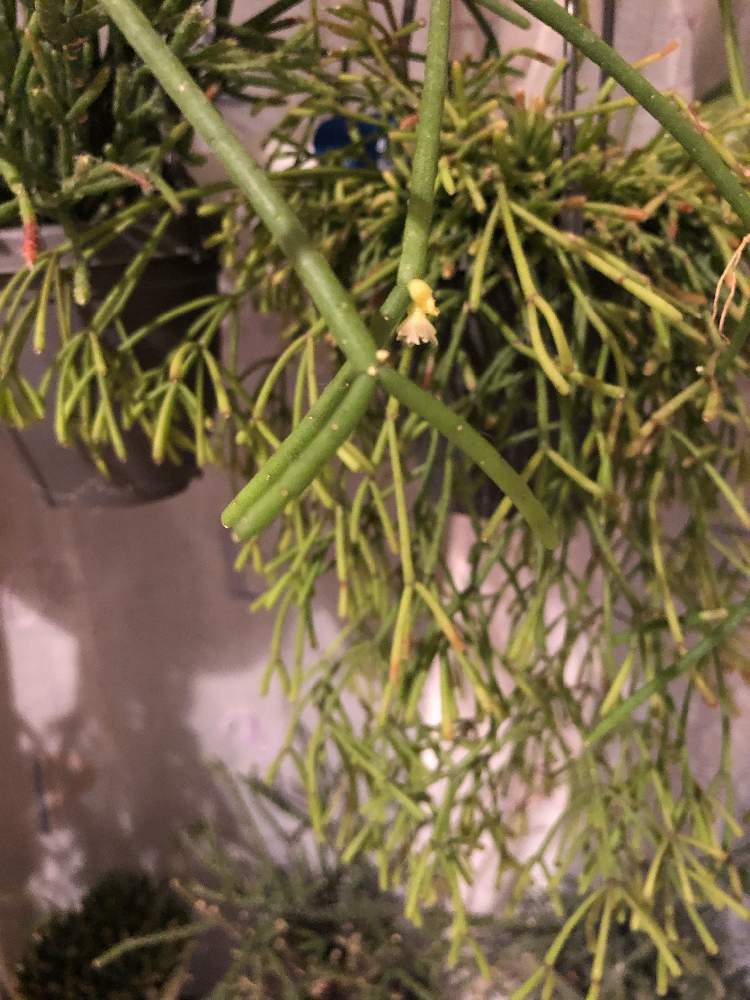 リプサリス バルチェリーの投稿画像 By ナンさん リプサリスと観葉植物と植物のある暮らしとお部屋とリプサリスバルチェリーと植中毒と多肉女子と リプサリス属と吊るすの大好きとリプサリスの花と観葉植物のある暮らしと吊るすリプサリス 月3月8日 Greensnap