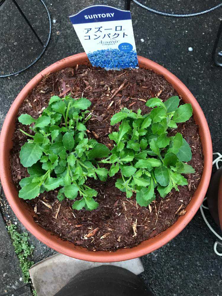 開花終了 アズーロコンパクト スカイブルー Greensnap グリーンスナップ