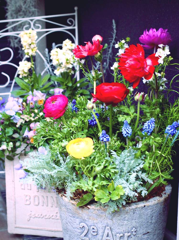 アネモネの投稿画像 By Cocoaさん ムスカリとラナンキュラスとリナリアとシロタエギク シルバーレースとむらさき とあか と寄せ植えと今日の１枚と春のひと鉢ときいろ と青い鉢とすきと花のある暮らしとしろ とビビッド とカラフル とあおむらさき 月3月8日