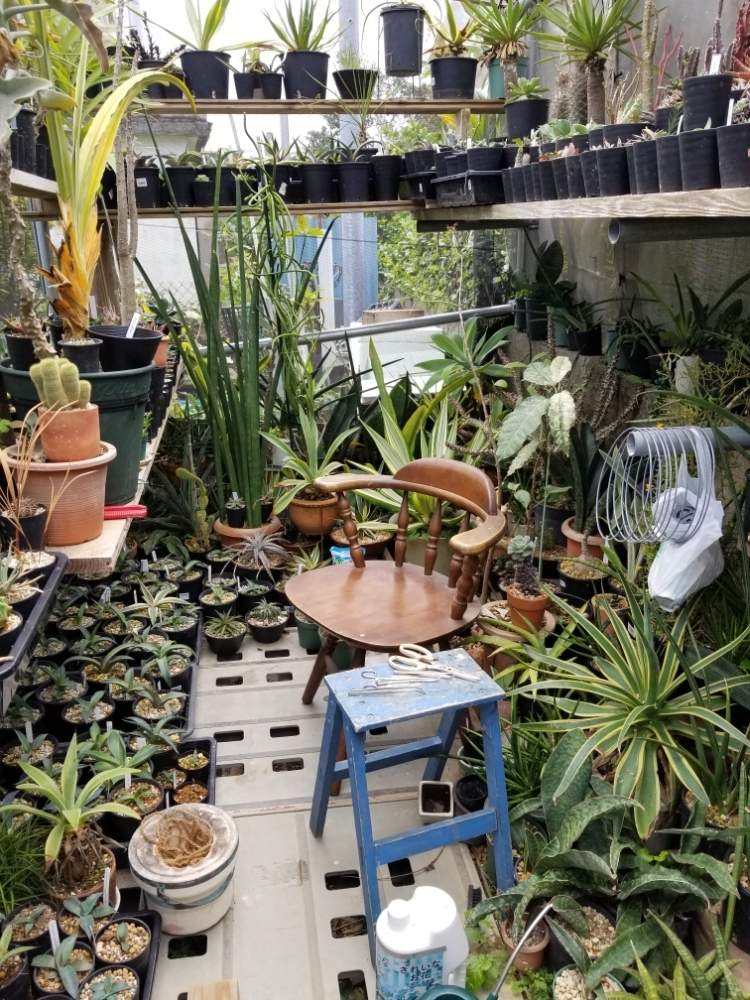 小さな庭の投稿画像 By Morinonakahodoさん 熱帯性植物小屋とokinawaと沖縄とenjoy My Gardenと植物小屋と熱帯性植物 とmorinonakahodoと熱帯性植物小屋とokinawaと沖縄とenjoy My Gardenと植物小屋と熱帯性植物とmorinonakahodo 月3月8日 Greensnap グリーン 小さな庭の投稿画像 By Morinonakahodoさん 熱帯性植物小屋とokinawaと沖縄とenjoy My Gardenと植物小屋と熱帯性植物 とmorinonakahodoと熱帯性植物小屋とokinawaと沖縄とenjoy My Gardenと植物小屋と熱帯性植物とmorinonakahodo 月3月8日 Greensnap グリーン