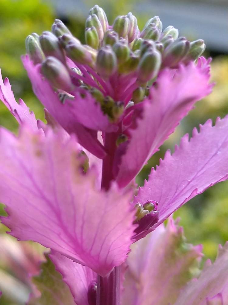 葉牡丹 ファーストレディの投稿画像 By ｕｔａｔａｎｅさん たのしみ と神奈川と大きくなりましたとこれも 植物 生命力 と花のある暮らしと自己流 達成感が大事 自己満足とベランダーとバルコニスト 月3月9日 Greensnap グリーンスナップ