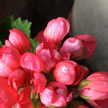 ゼラニューム、チュリップ咲きの画像 by manabeさん | 小さな庭とゼラニュームとペラルゴニウム属とフウロソウ科とゼラニューム、チュリップ咲き