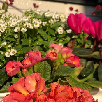 プリムラ バラ咲きジュリアンの画像 by キミさん | バルコニー/ベランダとアリッサムとガーデンシクラメンとプリムラ　ジュリアンとセンニチコボウとプリムラ バラ咲きジュリアンとキラキラ✨と色鮮やか♪と寄せ植えとお気に入り♡と嬉しいと華やかとキレイ☆と感謝とピンク❤︎ピンクと元気！とまだまだ咲きますとお花いっぱいと晴れた日と長く楽しめるともうすぐ春と綺麗な色♡と花のある暮らしと今朝の1枚とかわいい❤と素敵