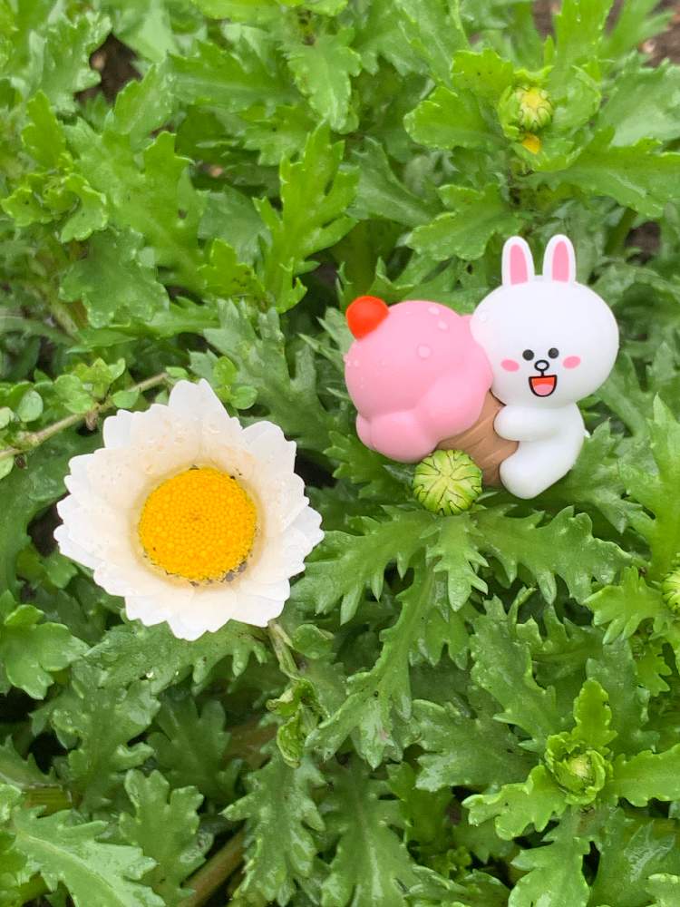 カンシロギク 寒白菊 ノースポールギグ の投稿画像 By Yoshiさん マスコットとノースボールギクと花のある暮らしと家庭菜園奮闘日記と花が好き 月3月9日 Greensnap グリーンスナップ