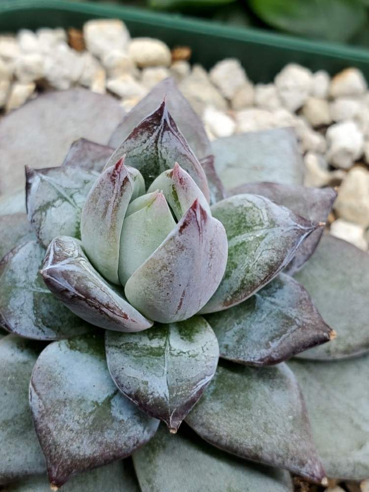 キューティーピーチ☺︎韓国苗 多肉植物 レア多肉 - 植物/観葉植物