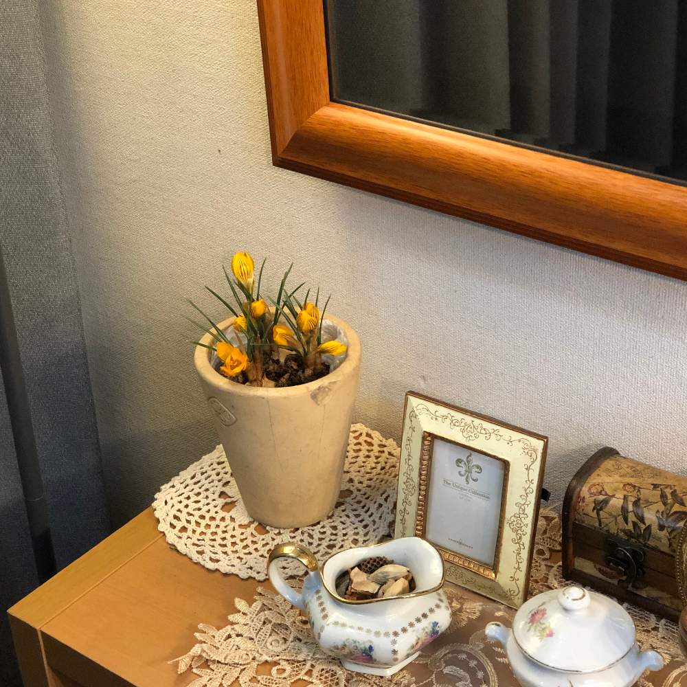 ロッカス 鬱金香 の投稿画像 By Grace Placeさん インテリアと花言葉と花のある暮らしと誕生花とgs映えと花言葉と花のある暮らしと誕生花とgs映え 月3月9日 Greensnap グリーンスナップ Greensnap グリーンスナップ