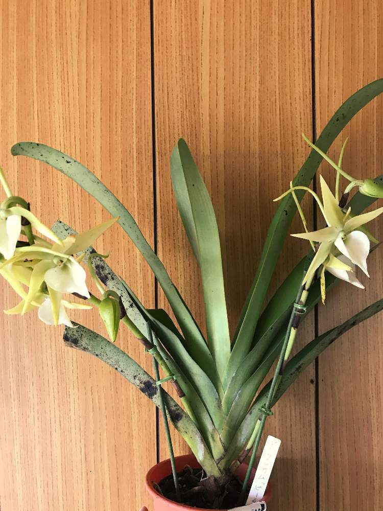 アングレカムの投稿画像 By K Kenさん アングレカム ビーチと洋蘭と植物男子と方言 讃岐弁とマイコレクションとb型とバリけっこいと植中毒と今日の一枚と洋蘭広め隊と今日のお花と洋ランとゲイの園芸と鉢植えと金額と珍奇植物と 花のある暮らしとうどん県人会と記録用