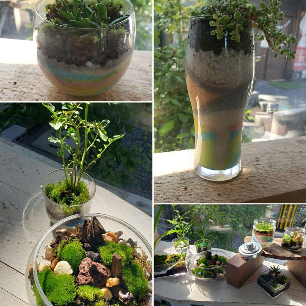 多肉植物の投稿画像 By コヤのコケヤさん グラスサンドアートと苔 こけ と苔テラリウムと京都 長岡天神と長岡天満宮 月3月9日 Greensnap グリーンスナップ