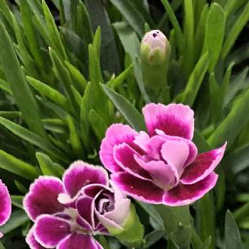 花言葉純愛の投稿画像一覧 Greensnap グリーンスナップ 花言葉純愛の投稿画像一覧 Greensnap グリーンスナップ