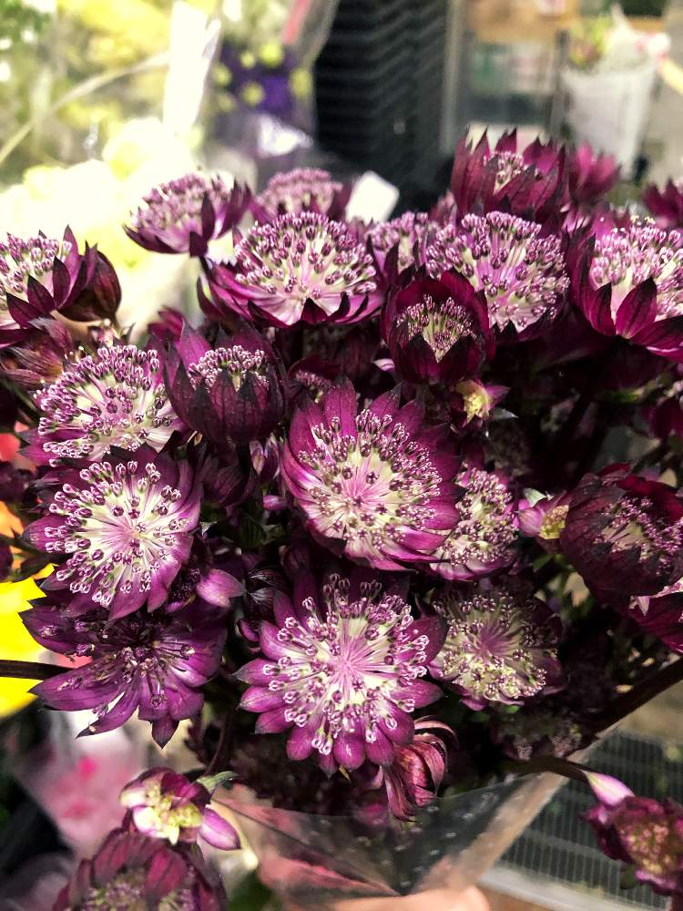 アストランチアの投稿画像 By Flgさん スターオブファイヤーと紫の花とお花屋さんと大阪のお花屋さん 月3月9日 Greensnap グリーンスナップ