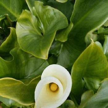 カーラーの花の投稿画像一覧 Greensnap グリーンスナップ