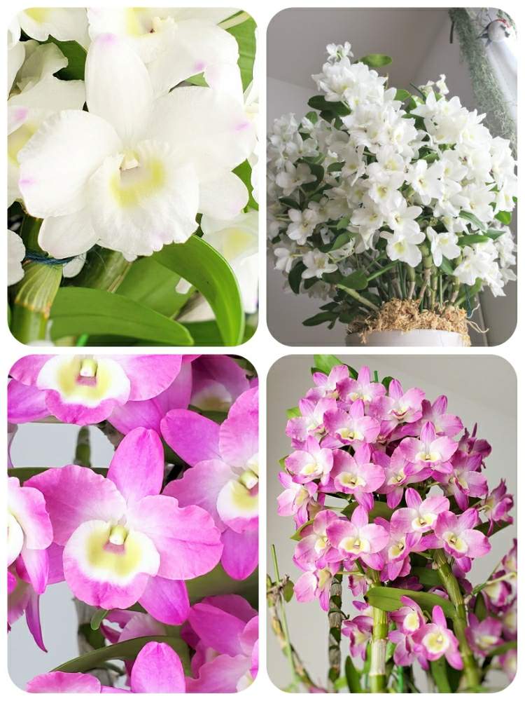 デンドロビウムの投稿画像 By こっしーさん セカンドラブ トキメキとデンドロビウム グレートウエイブ ラッキードラゴンと生長記録と植物と暮らすと植物のある暮らしとkデンドロビウムと癒されるとデンドロビウム 洋ランとデンドロビウム属と12月生まれ と花のある